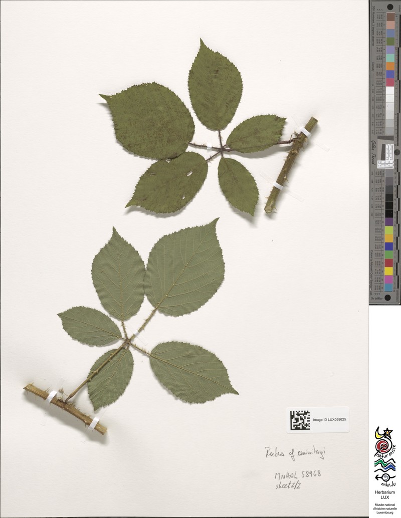 Rubus caninitergi
