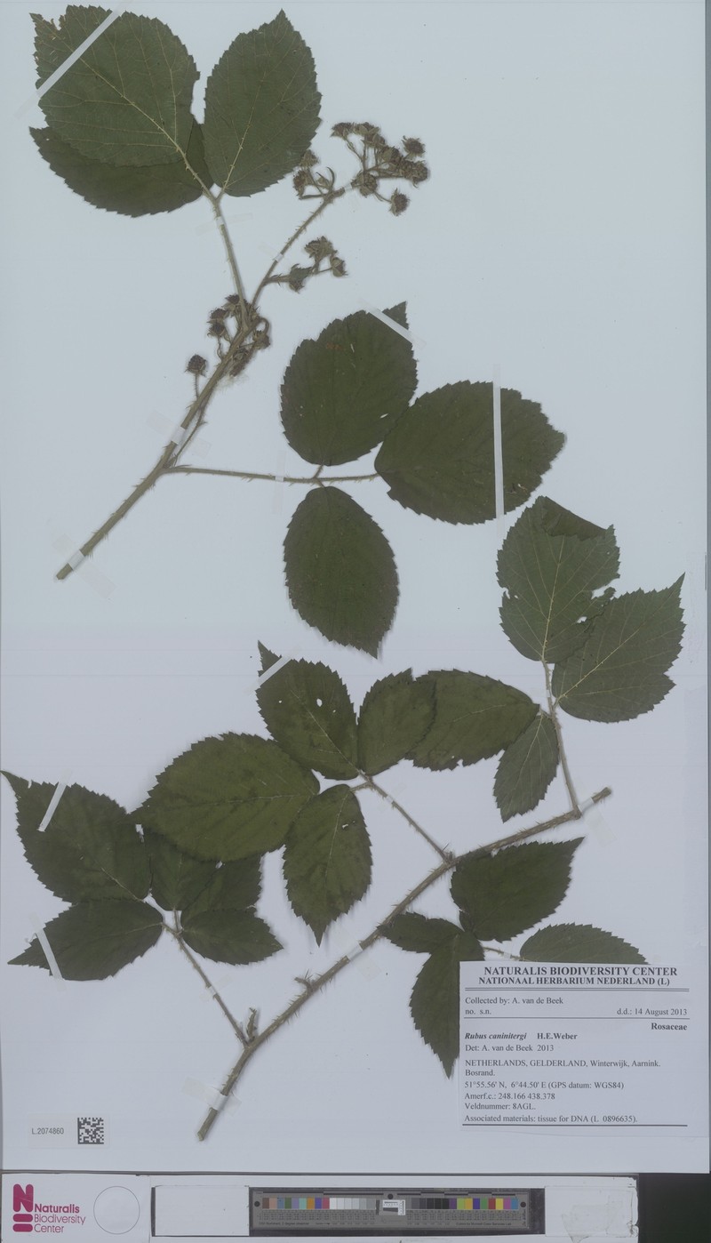 Rubus caninitergi photo 2