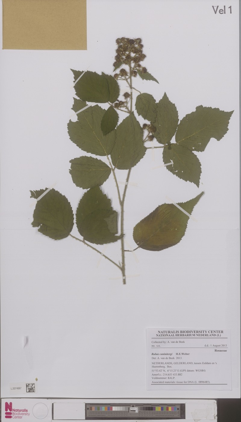 Rubus caninitergi photo 3