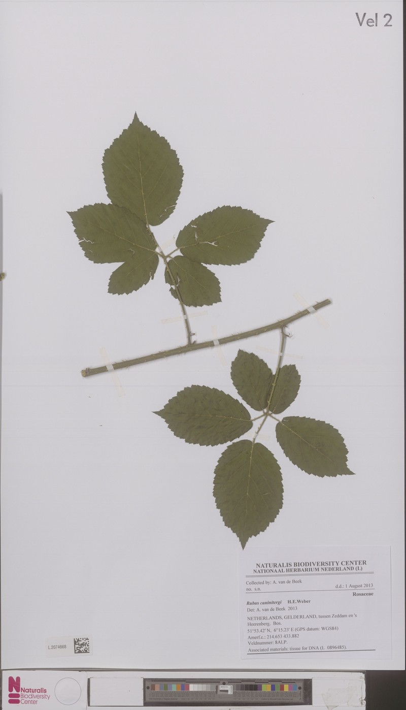 Rubus caninitergi photo 4