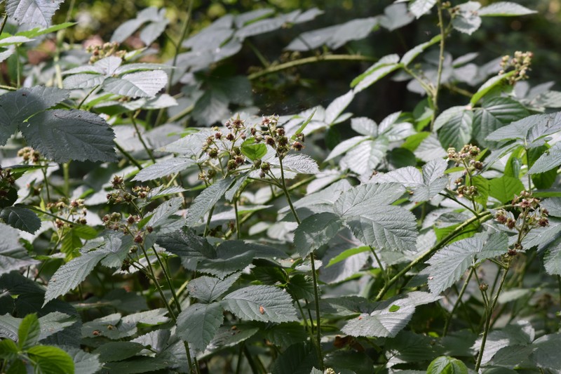 Rubus capitulatus