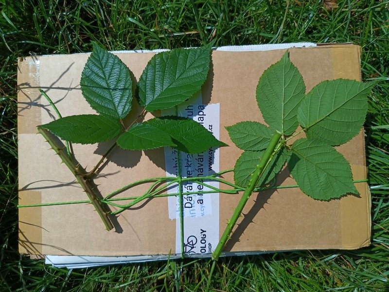 Rubus capricollensis