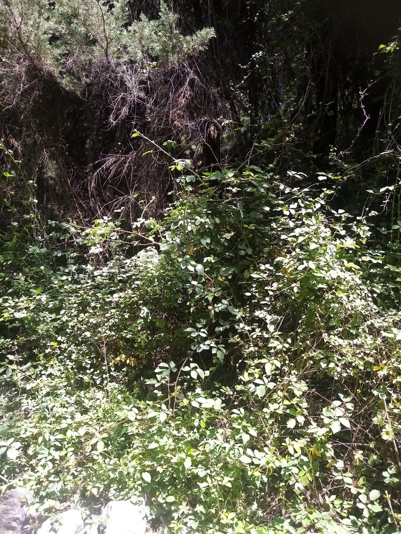 Rubus cardiophyllus