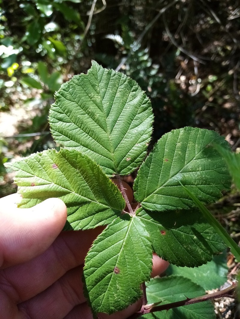 Rubus cardiophyllus photo 2
