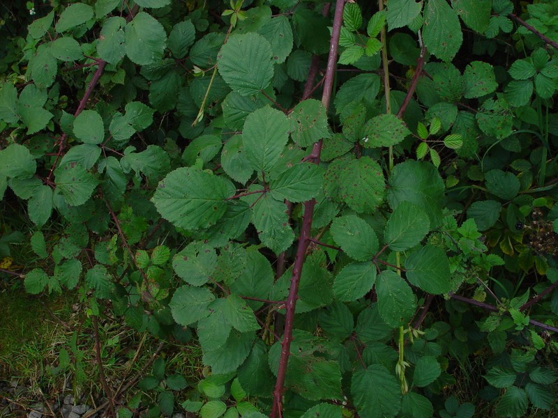 Rubus cardiophyllus photo 3