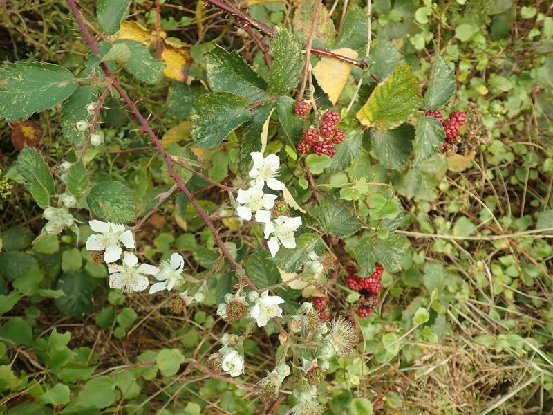 Rubus cardiophyllus photo 4