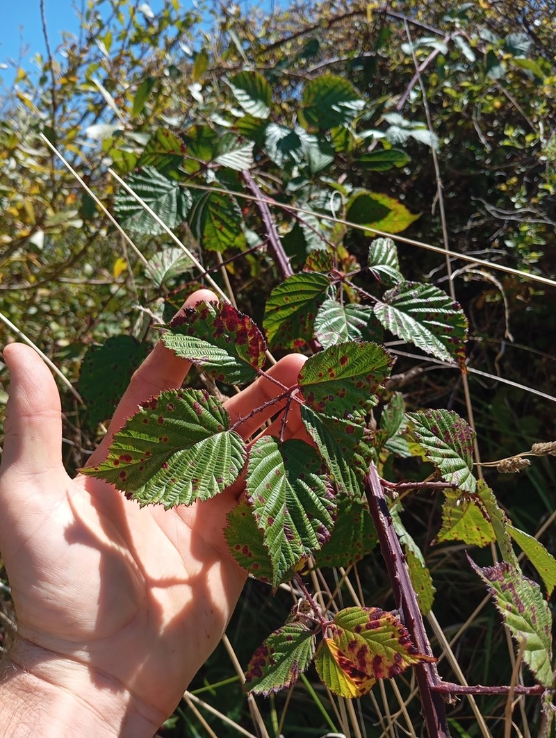 Rubus cardiophyllus photo 5