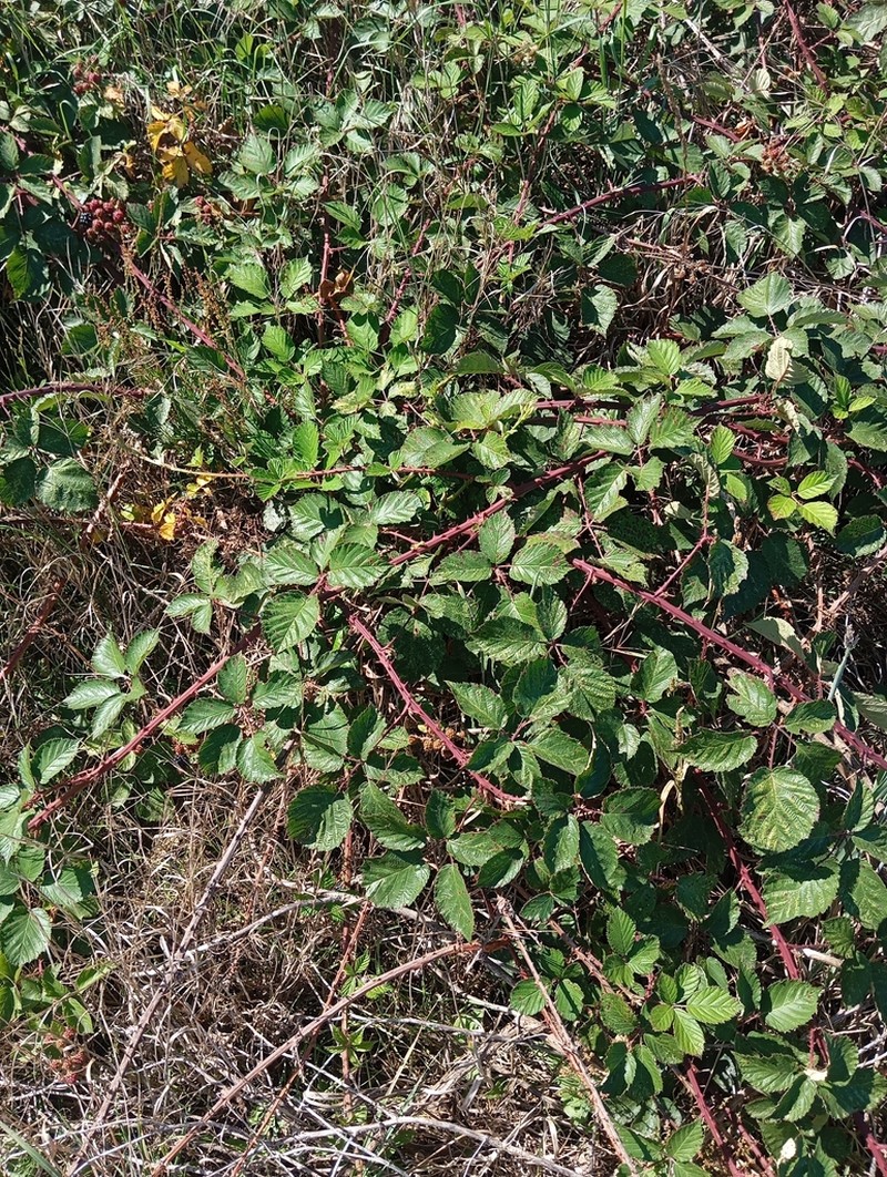 Rubus cardiophyllus photo 6
