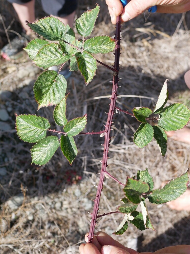 Rubus cardiophyllus photo 7