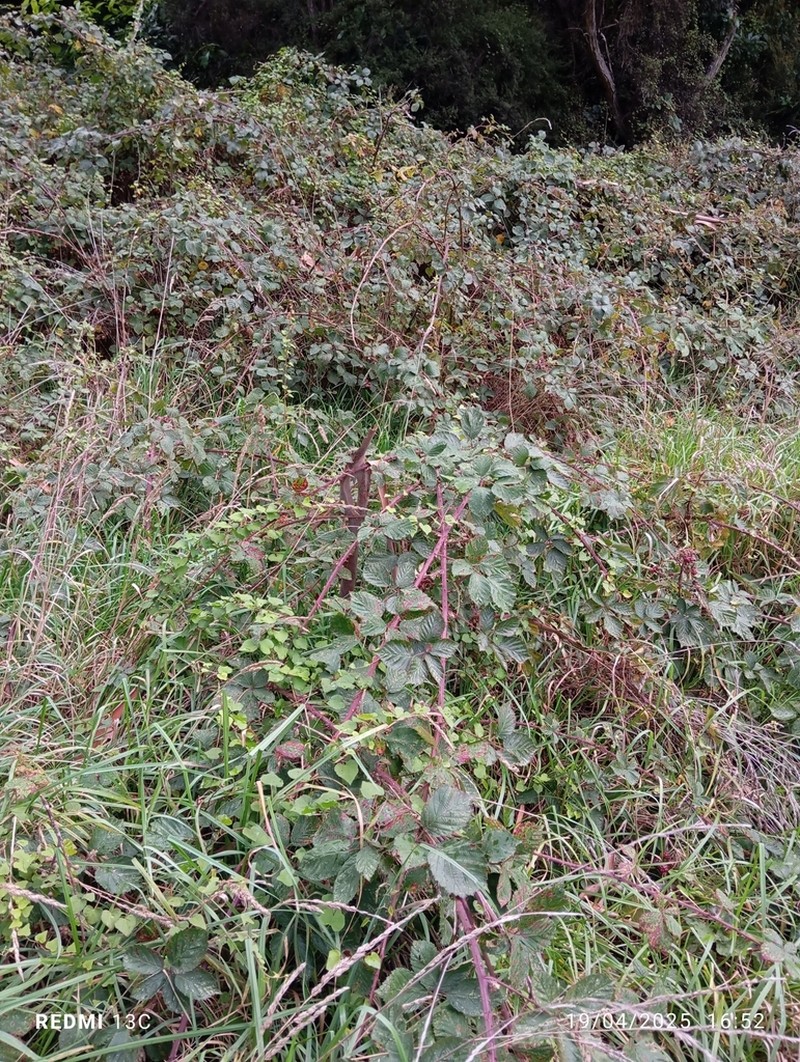 Rubus cardiophyllus photo 8