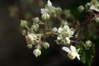 Rubus carpetanus
