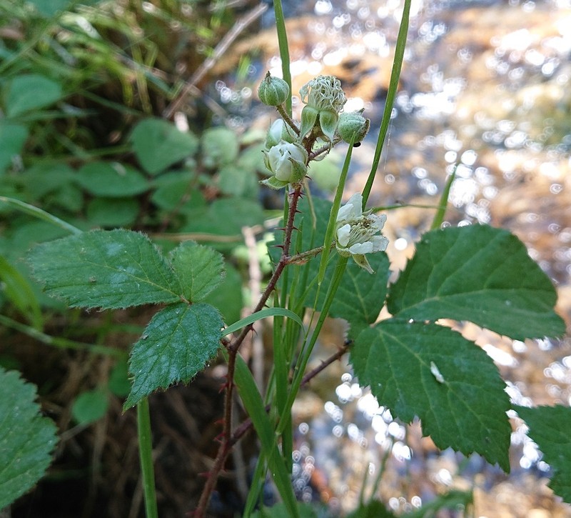 Rubus carpetanus photo 2