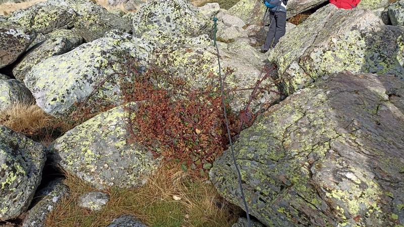 Rubus carpetanus photo 3