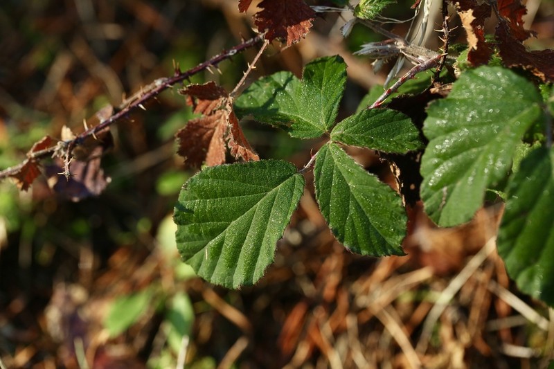 Rubus carpetanus photo 4