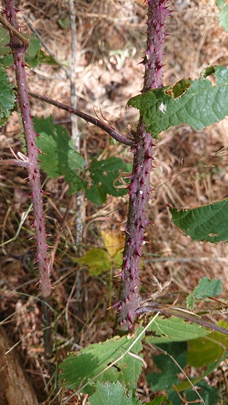 Rubus carpetanus photo 5