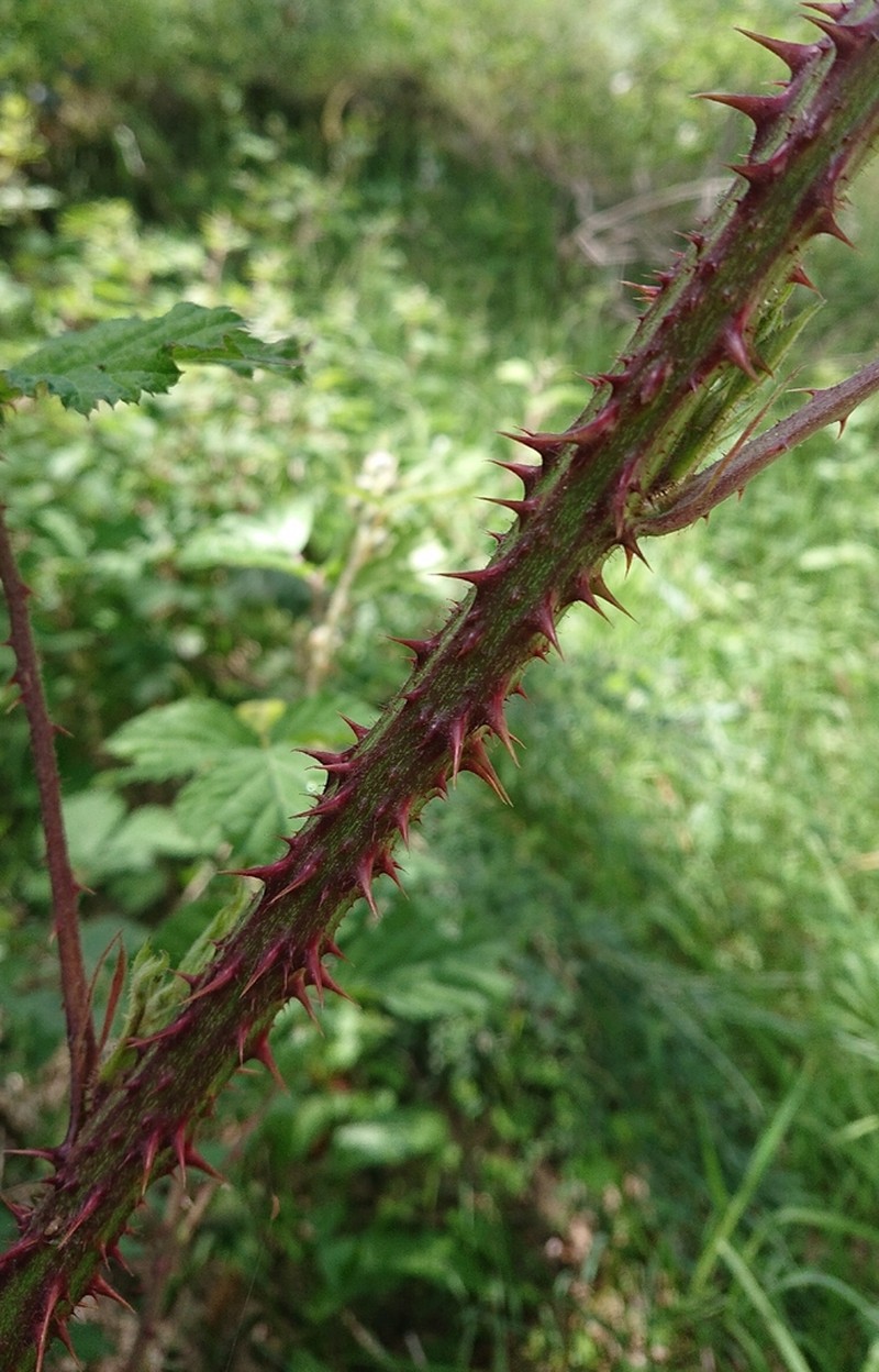 Rubus carpetanus photo 6