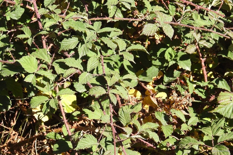 Rubus carpetanus photo 7