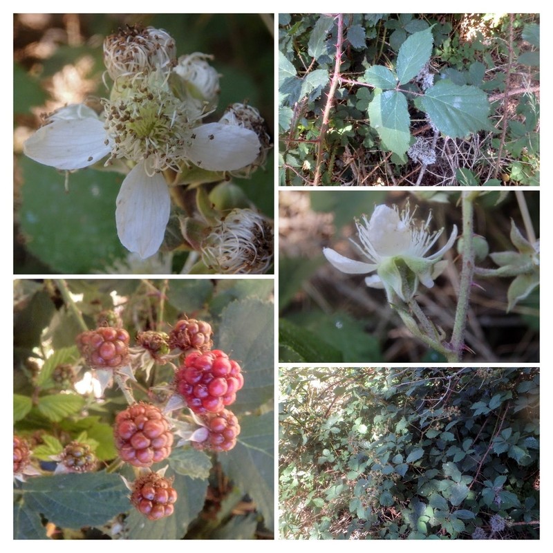 Rubus carpetanus photo 8