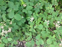 Rubus castellarnaui