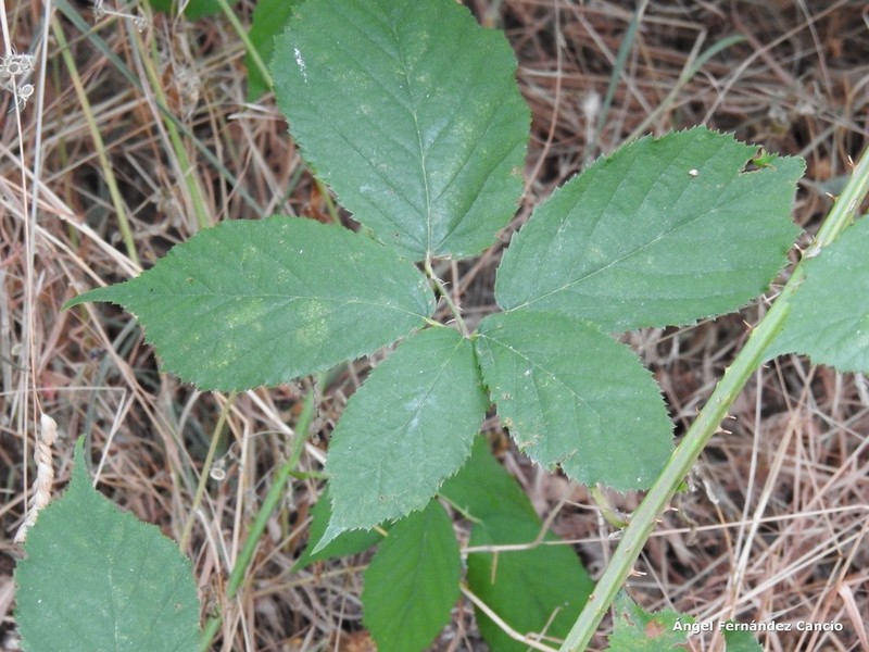 Rubus castellarnaui photo 2