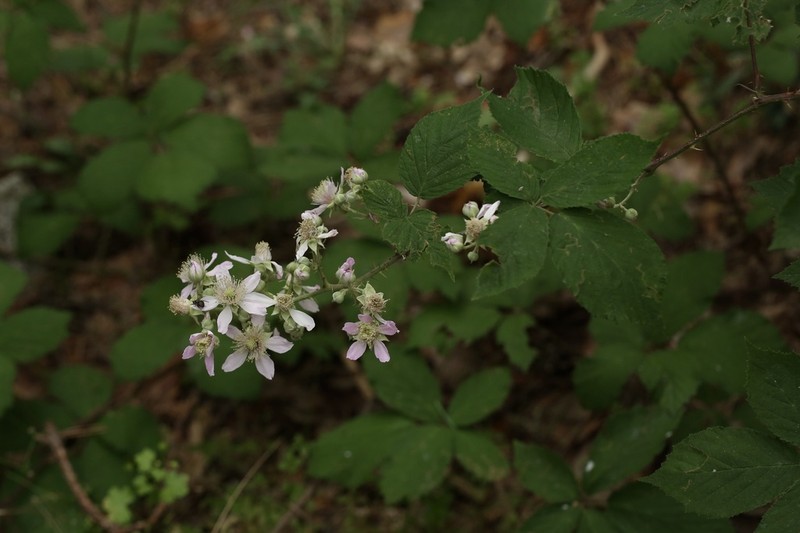 Rubus castellarnaui photo 3