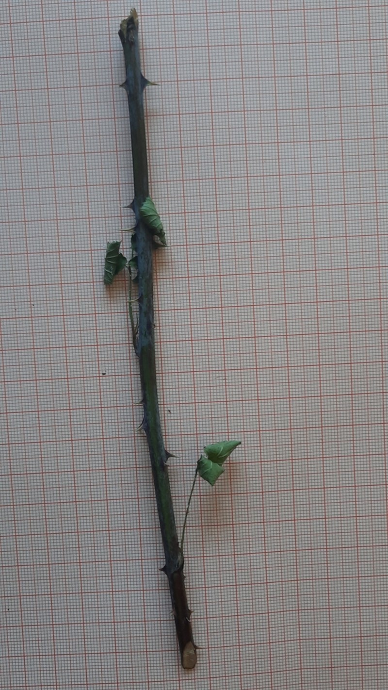Rubus castellarnaui photo 4