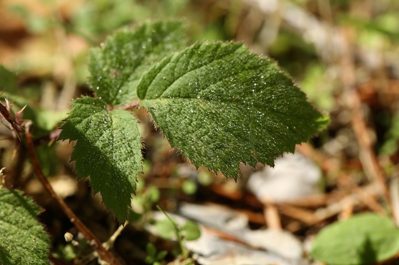 Rubus castellarnaui photo 5