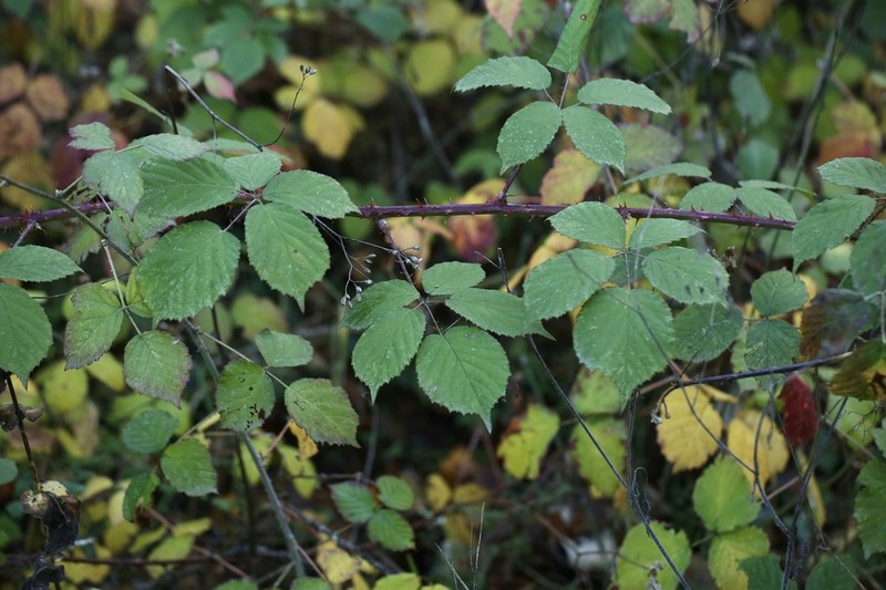 Rubus castellarnaui photo 6
