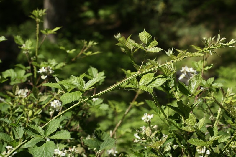 Rubus castellarnaui photo 8