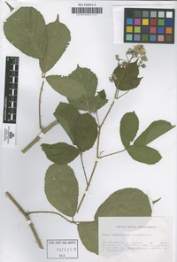 Rubus castroviejoi