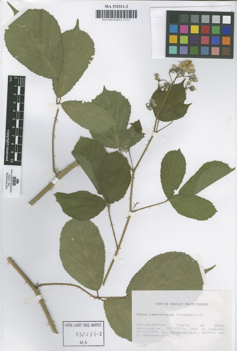 Rubus castroviejoi