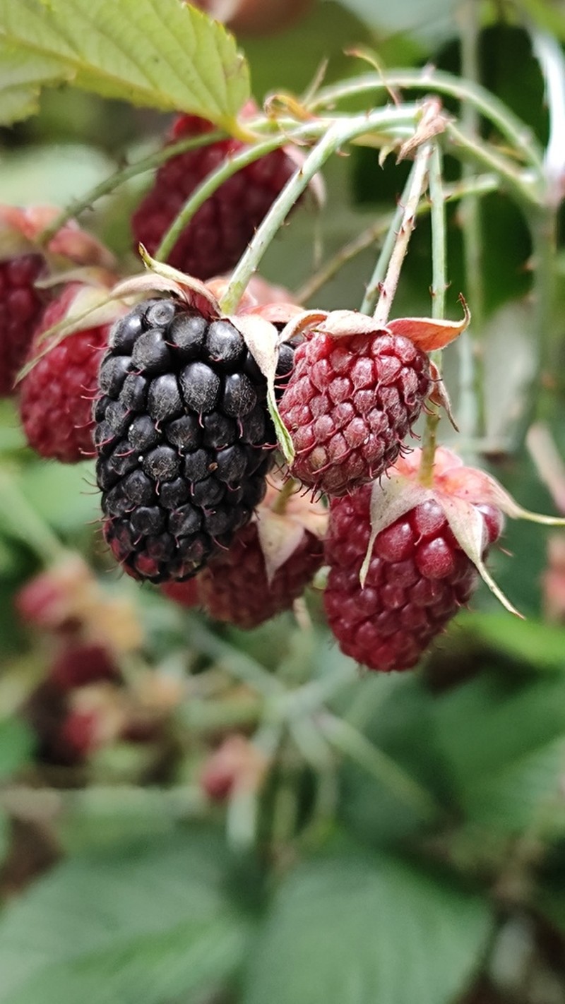 Rubus caudatisepalus