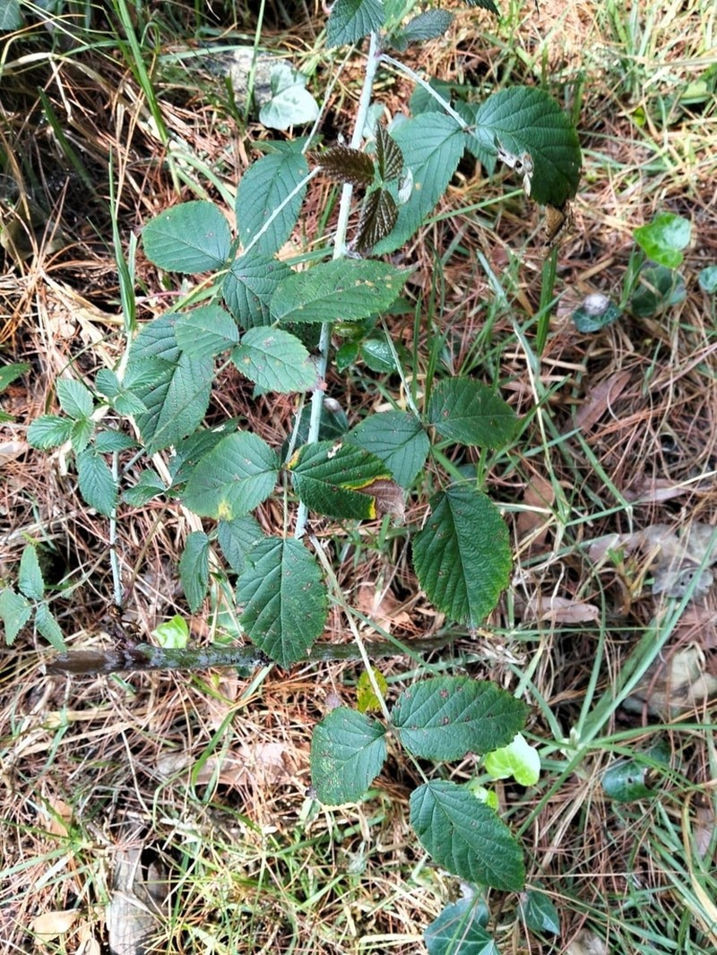 Rubus caudatisepalus photo 2