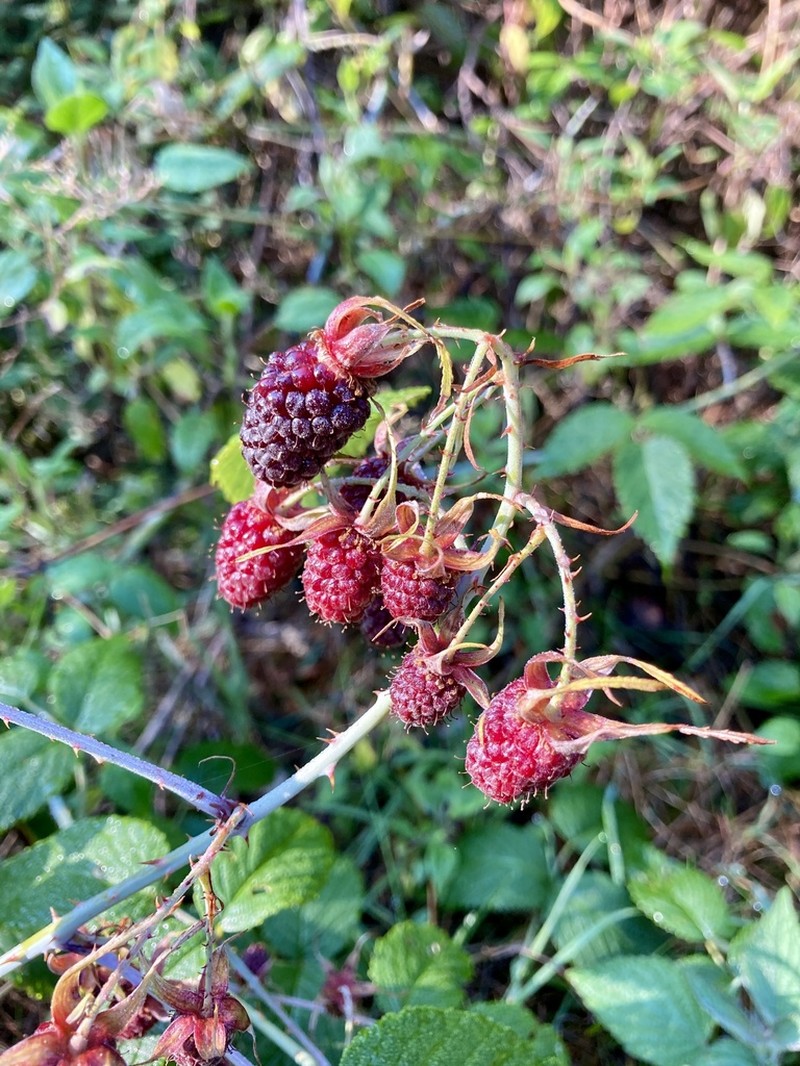 Rubus caudatisepalus photo 3