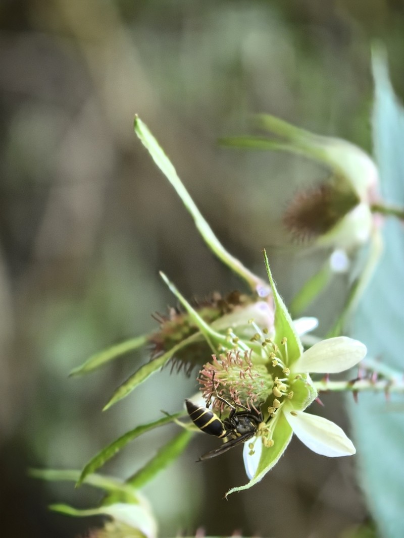 Rubus caudatisepalus photo 4