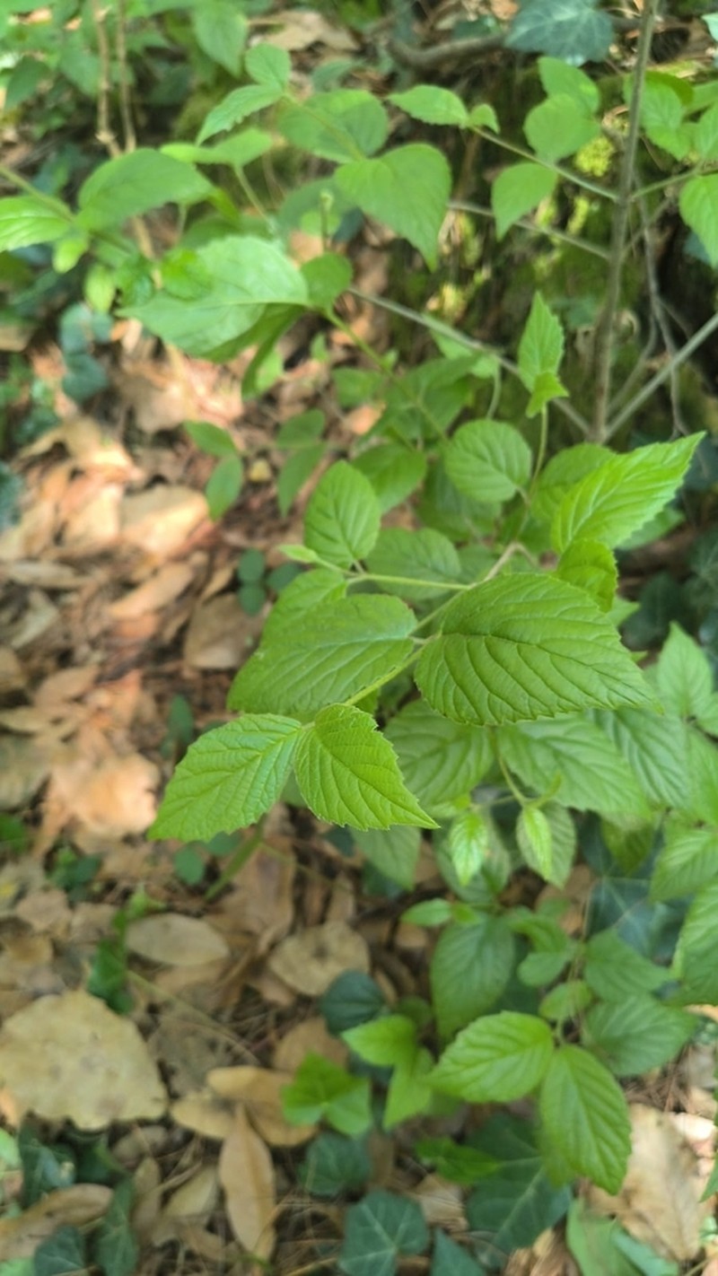 Rubus caudatisepalus photo 5