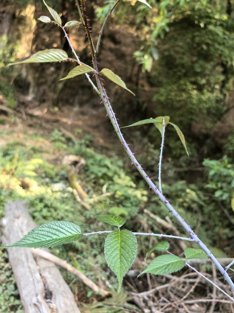 Rubus caudatisepalus photo 6