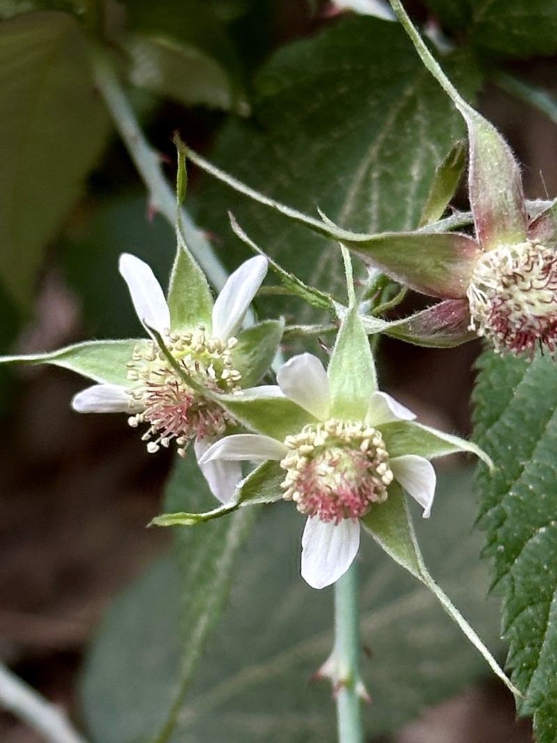 Rubus caudatisepalus photo 7