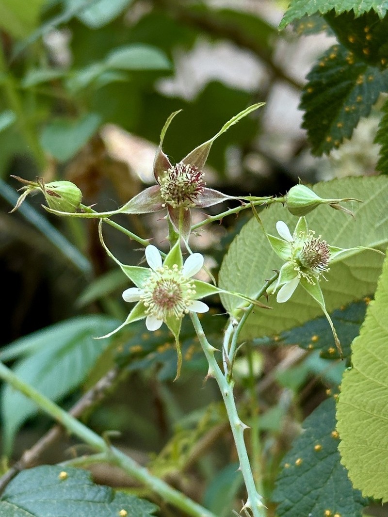 Rubus caudatisepalus photo 8