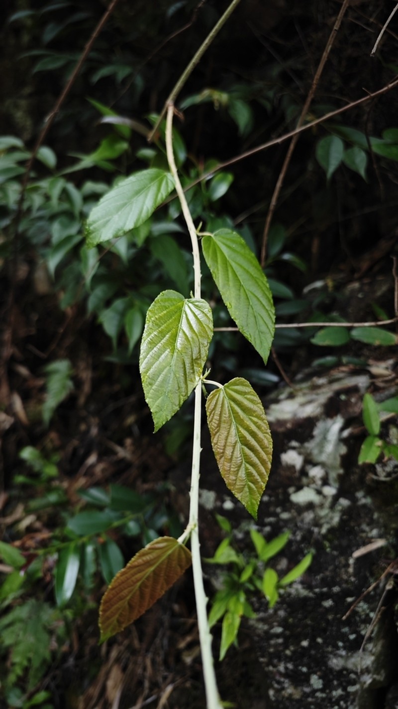 Rubus caudifolius