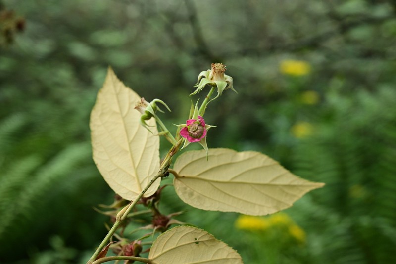 Rubus caudifolius photo 2
