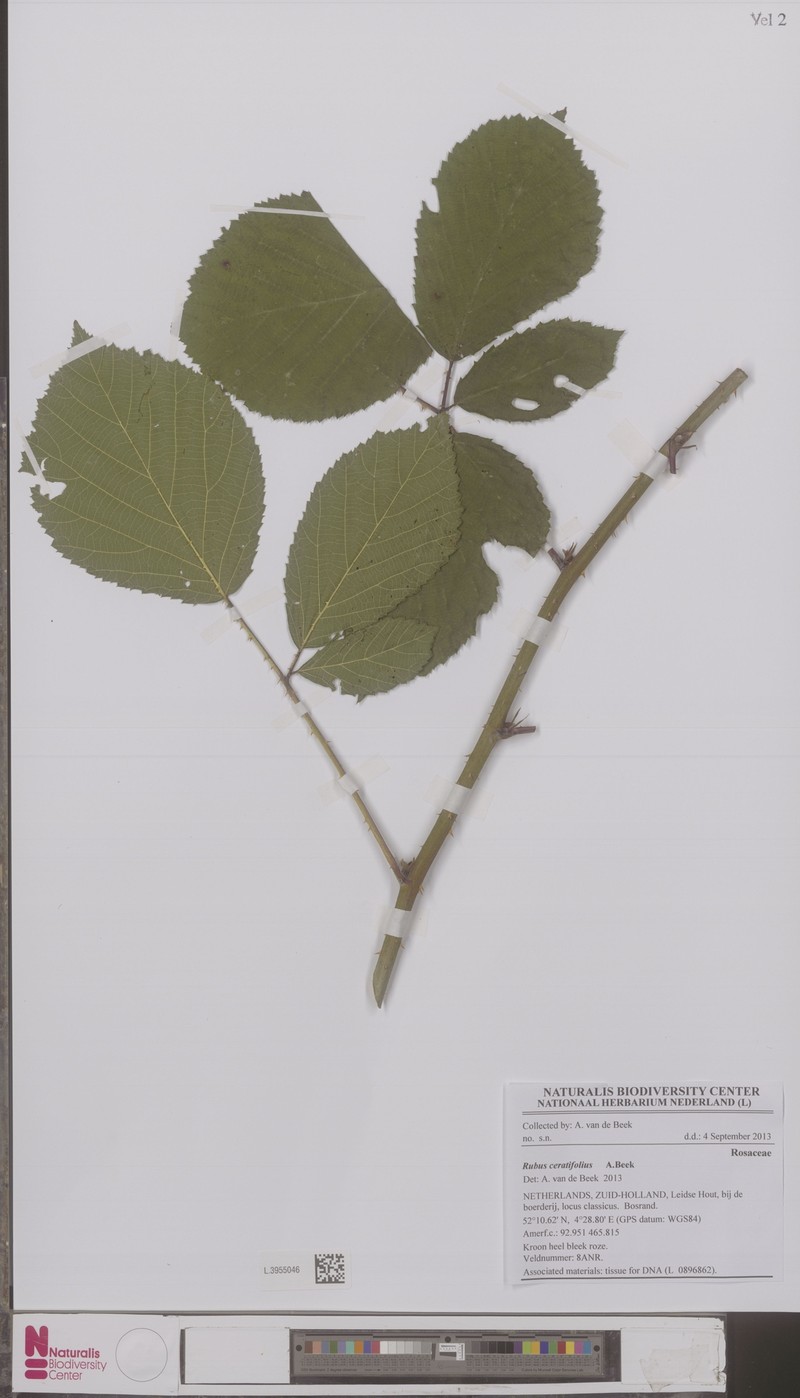 Rubus ceratifolius