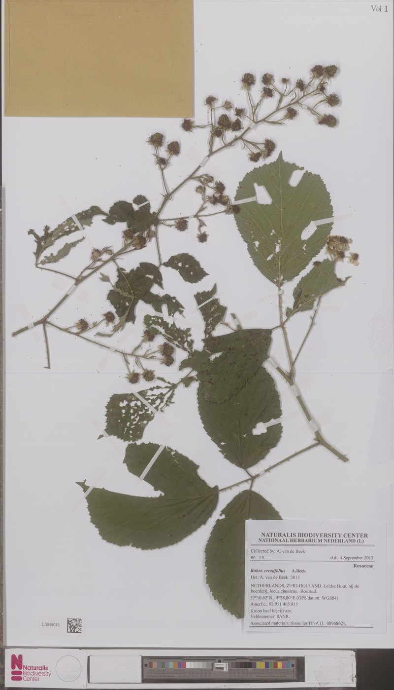 Rubus ceratifolius photo 2