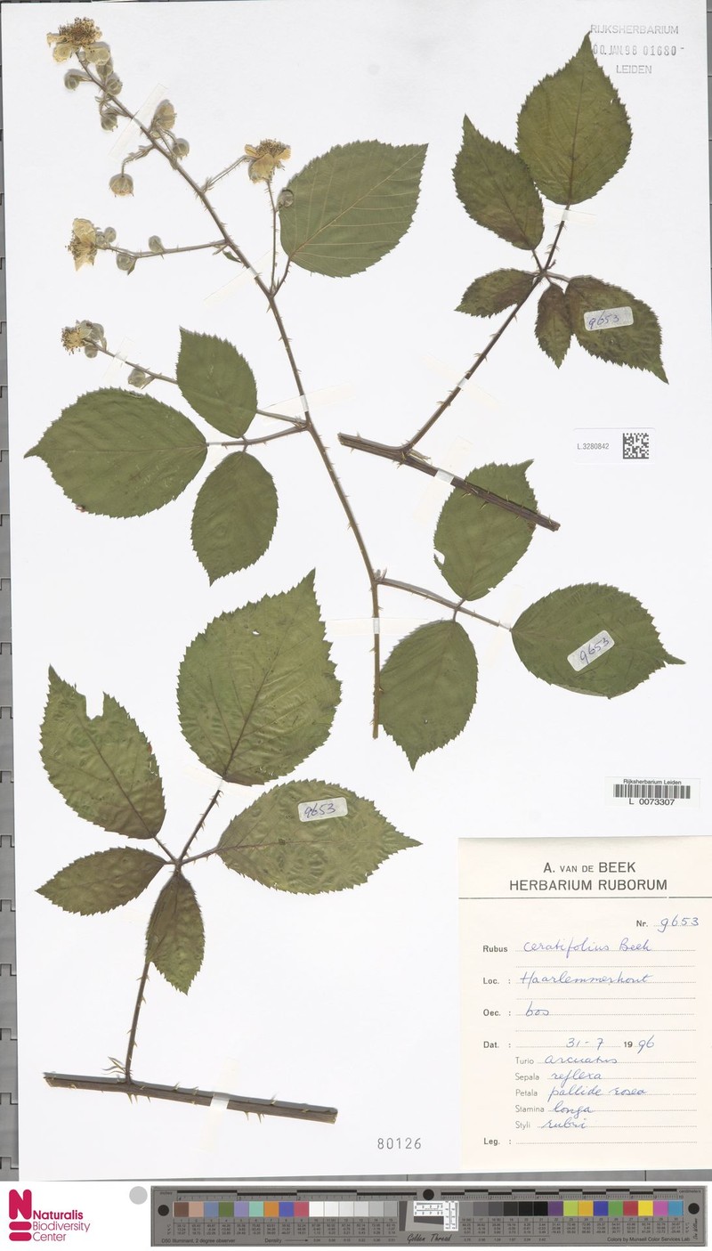 Rubus ceratifolius photo 3