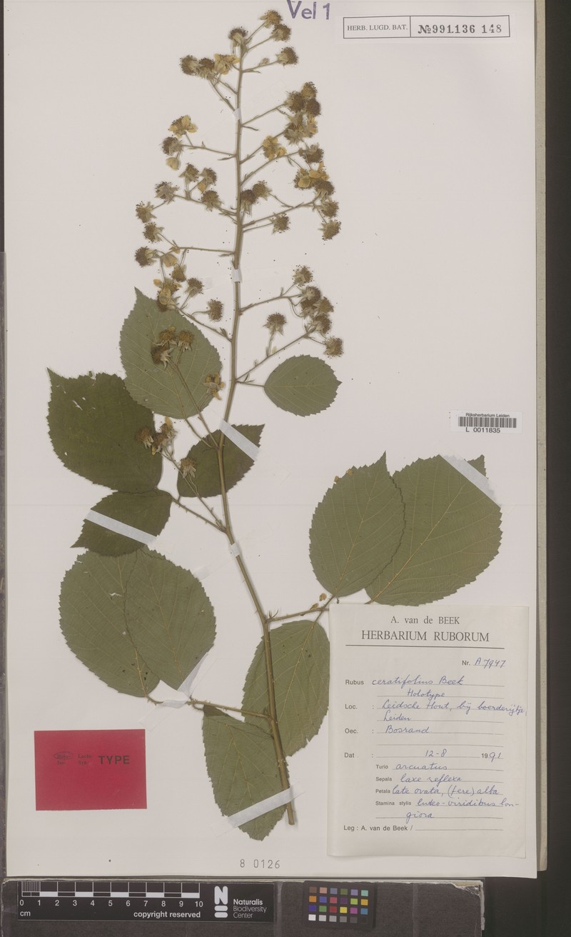 Rubus ceratifolius photo 4