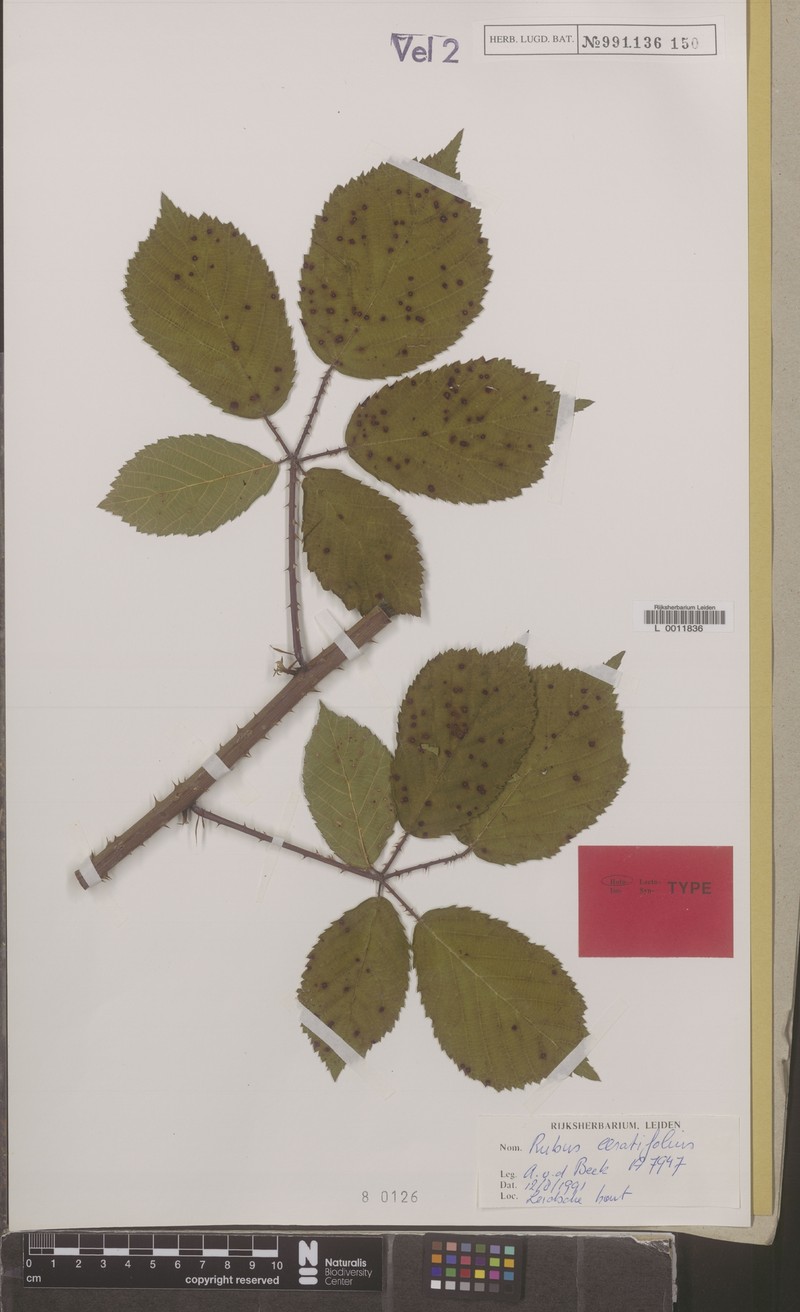 Rubus ceratifolius photo 5
