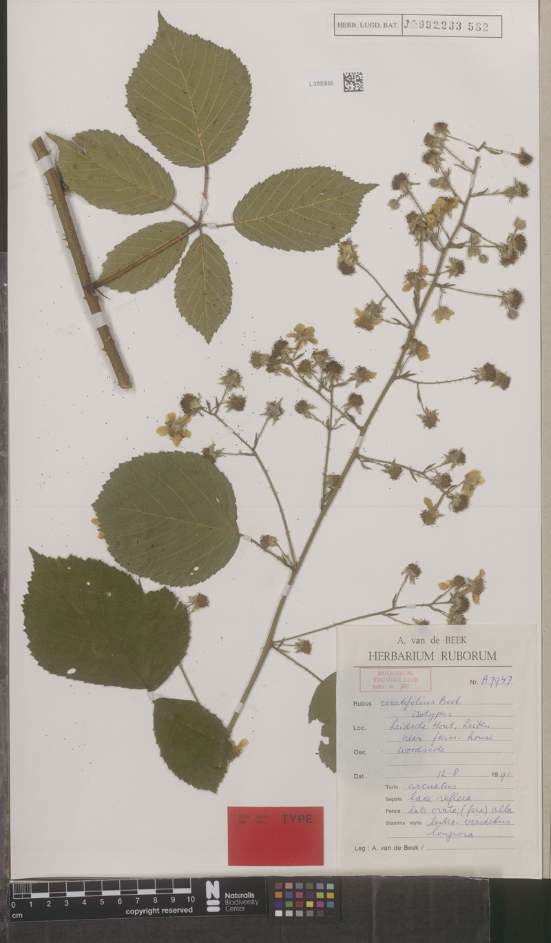 Rubus ceratifolius photo 6