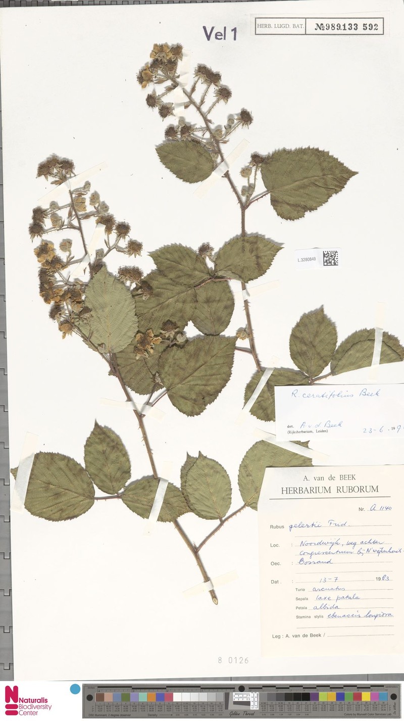 Rubus ceratifolius photo 7