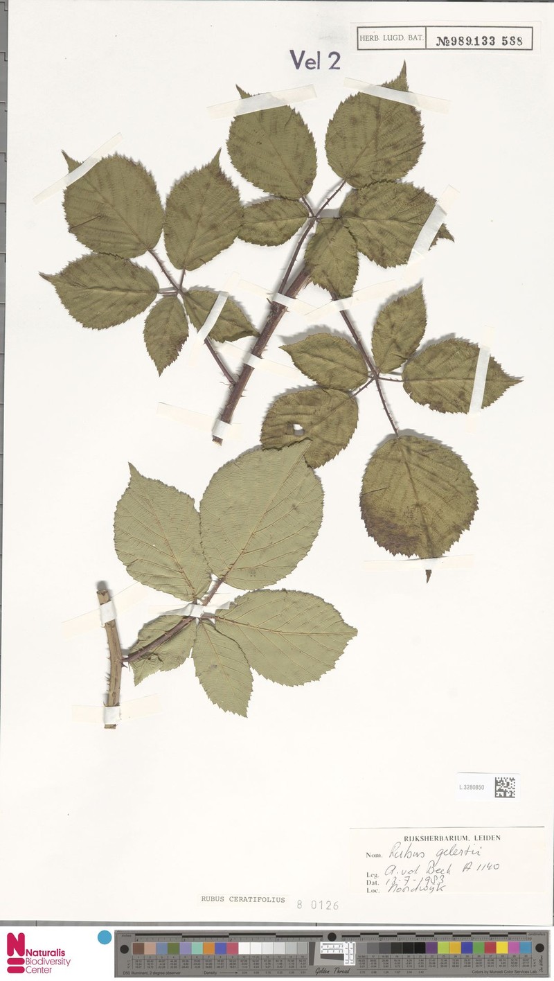 Rubus ceratifolius photo 8