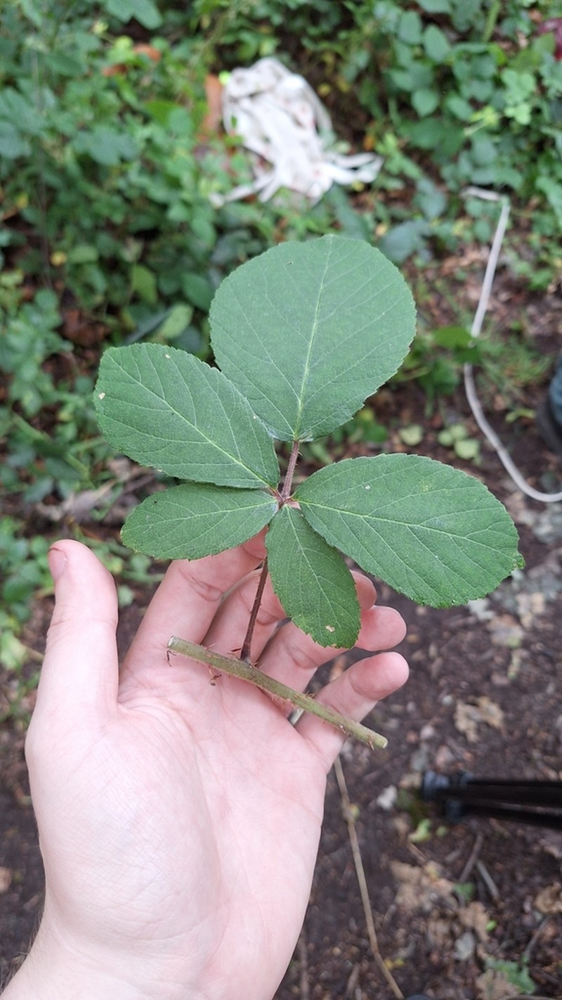 Rubus chaerophylloides